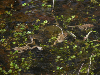 Paddorna var vldigt aktiva - The toads were very active