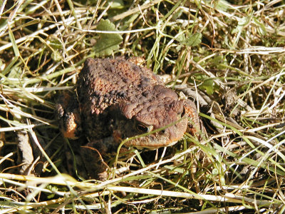 Sommar. Paddorna lever p land - Summer. The toads lives on land.