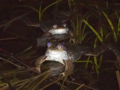 I kvllens grodlek deltog bde vanlig groda och kergroda - Both Common Frog and Moor Frog were mating