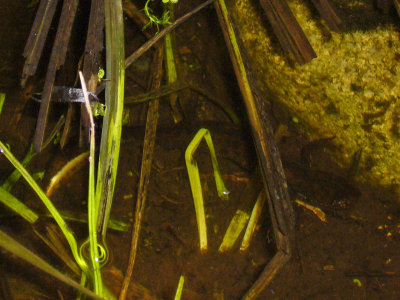 Spaning efter salamndrar. En strre vattensalamander funnen - Looking for newts. One crested newt found