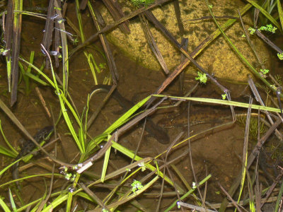 Tre salamandrar bland vegetationen! - Three newts among the vegetation