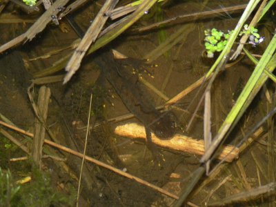 Salamander med gula naglar! - Newt with yellow nails!