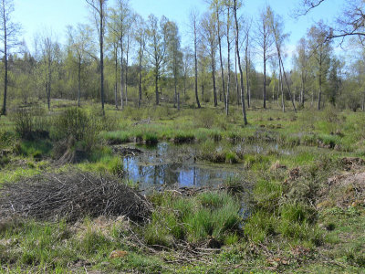 Dammen dr salamandrarna bor - The pond where the newts are living