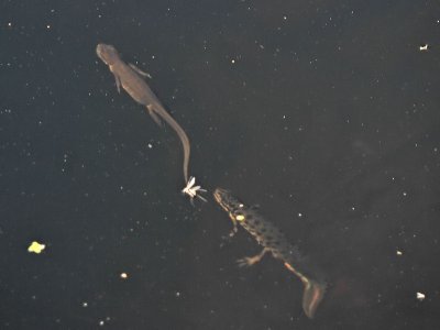 Mindre vattensalamander. En hanne fljer en hona - Common newt. A male follows a female