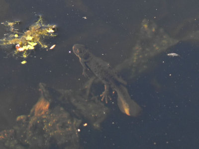 Större vattensalamander. Kommer upp för att andas - Crested Newt. Coming up for air