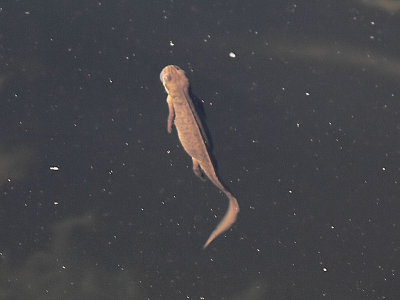 Mindre vattensalamandern hmtar luft - The Common newt coming up for air