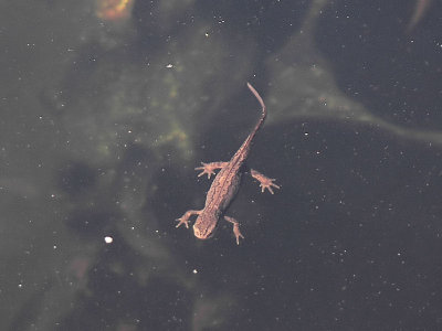 Salamandrar - Salamanders and Newts
