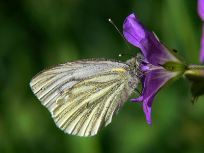 Rapsfjril - Pieris napi - Green-veined White or Sharp-veined White