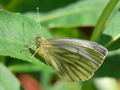 Rapsfjril - Pieris napi - Green-veined White or Sharp-veined White