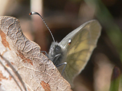 Ängsvitvinge - Leptidiea reali - Rea'ls Wood White