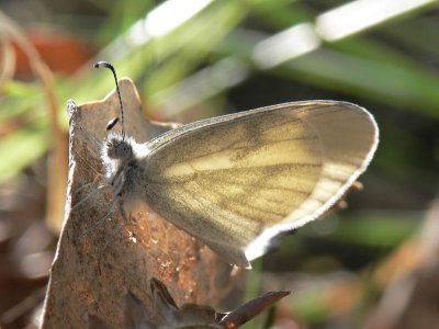 Ängsvitvinge - Leptidiea reali - Rea'ls Wood White