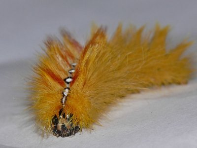 Lnnaftonfly - Acronicta aceris - The Sycamore