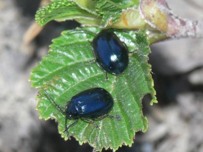 En bladbagge -Chrysolina geminata (eller agelastica alni - allövbaggen)