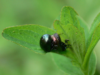 En bladbagge -Chrysolina varians