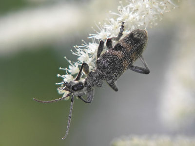 Lvtrdlpare - Rhagium mordax - Oak Longhorn Beetle