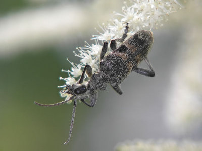Lövträdlöpare - Rhagium mordax - Oak Longhorn Beetle