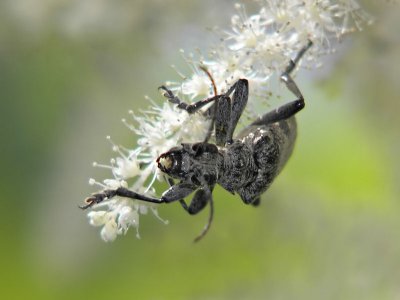 Lövträdlöpare - Rhagium mordax - Oak Longhorn Beetle