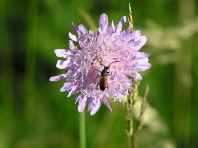 Ängsblombock - Stenurella melanura
