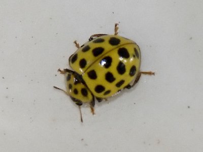 22-prickig nycklpiga - Psyllobora 22-punctata - 22-spot ladybird