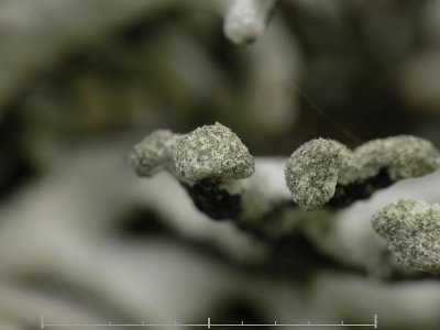Pukstockslav - Hypogymnia tubulosa - Powder-headed tube lichen