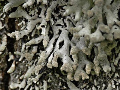 Pukstockslav - Hypogymnia tubulosa - Powder-headed tube lichen