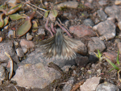 Smultronvisslare - Pyrgus malvae - Grizzled Skipper