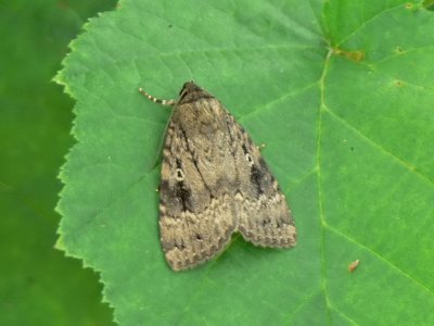 Buskfly (stort?) - Amphipyra (pyramidea?) - Copper Underwing