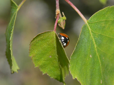 Sjuprickig nyckelpiga - Coccinella septempunctata - Seven-spot Ladybird