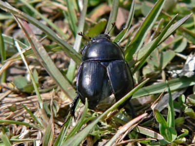 (Skogs?-)Tordyvel - Geotrupes (stercorosus?) - a Dumbledor