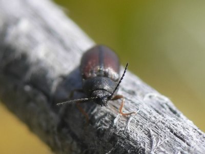 Blåbärsknäppare (?) - Dalopius marginatus (?)