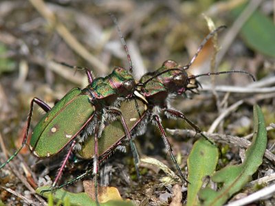 Grön sandjägare - Cicindela campestris - Green Tiger Beetle