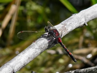 Nordisk myrtrollslända - Leucorrhinia rubicunda - Ruby Whiteface