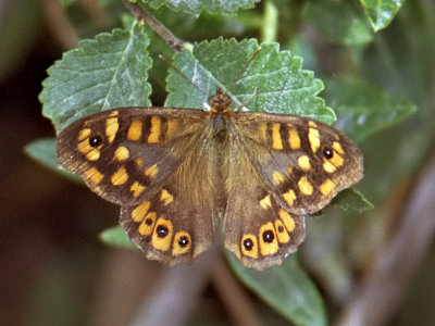 Kvickgrsfjaril - Pararge aegeria - Speckled Wood