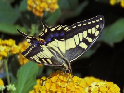 Makaonfjril - Papilio machaon - Swallowtail