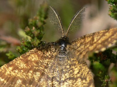 Allmn ngsmtare (hane) - Ematurga atomaria - Common Heath (male)