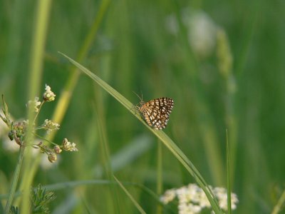 Rutig buskmätare - Chiasmia clathrata - Latticed Heath