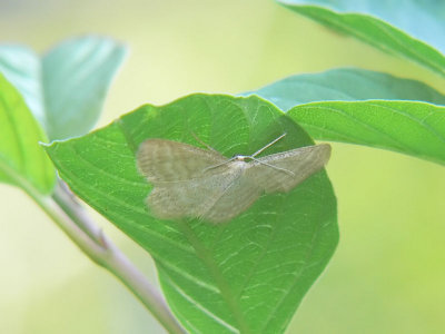 Blekgul lövmätare - Scopula floslactata - Cream Wave