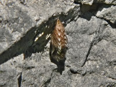 Brunflckig prlemorfjril - Boloria selene - Small Pearl-bordered Fritillary or Silver Meadow