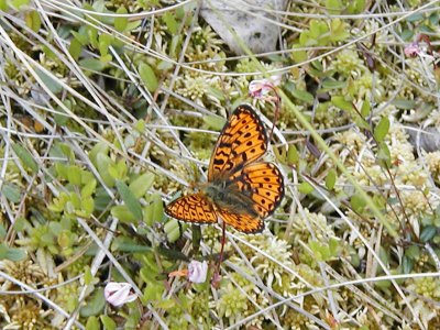 Prydlig pärlemorfjäril - Boloria euphrosyne - Pearl-bordered Fritillary