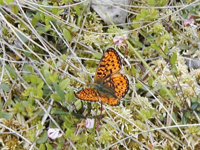 Prydlig prlemorfjril - Boloria euphrosyne - Pearl-bordered Fritillary