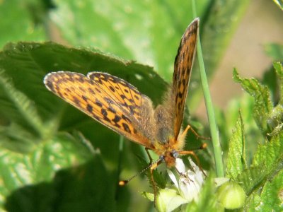 Prydlig pärlemorfjäril - Boloria euphrosyne - Pearl-bordered Fritillary