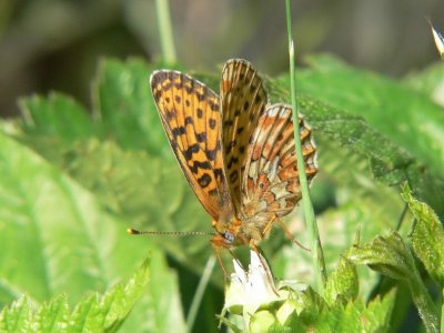 Prydlig pärlemorfjäril - Boloria euphrosyne - Pearl-bordered Fritillary