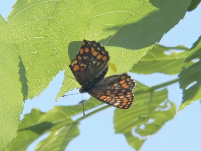 Askntfjril - Euphydryas maturna - Scarce fritillary