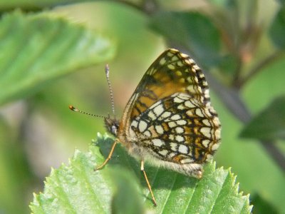 Sotnätfjäril - Melitaea diamina - False-heath Fritillary