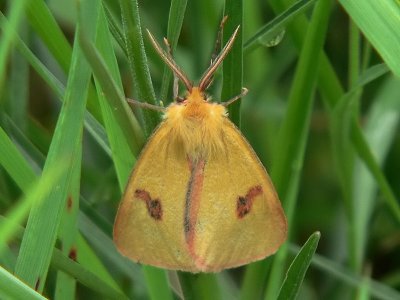 Rödfransad björnspinnare (hane) - Diacrisia sannio - Clouded Buff (male)