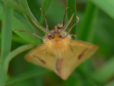 Rödfransad björnspinnare (hane) - Diacrisia sannio - Clouded Buff (male)