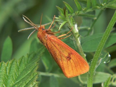 Rödfransad björnspinnare (hona) - Diacrisia sannio - Clouded Buff (female)