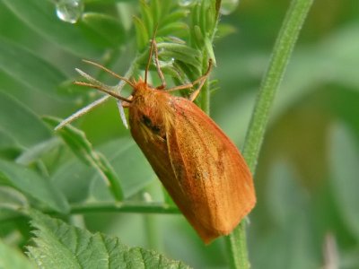 Rödfransad björnspinnare (hona) - Diacrisia sannio - Clouded Buff (female)