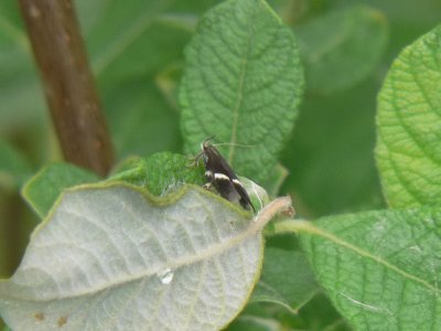 Allmän palpmal - Syncopacma cinctella