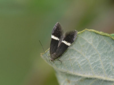 Allmän palpmal - Syncopacma cinctella